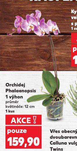 ORCHIDEJ PHALAENOPSIS