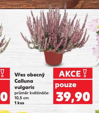 VES OBECN CALLUNA VULGARIS