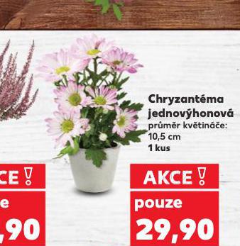 CHRYZANTMA JEDNOVHONOV