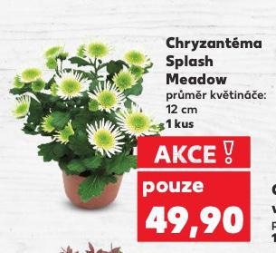 CHRYZANTMA SPLASH MEADOW