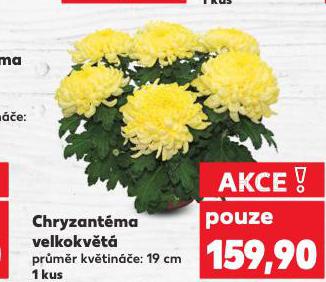 CHRYZANTMA VELKOKVT