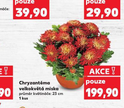 CHRYZANTMA VELKOKVT MISKA