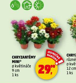 CHRYZANTMY MINI