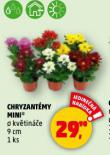 CHRYZANTMY MINI