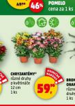 CHRYZANTMY