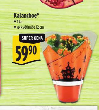 KALANCHOE
