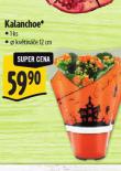 KALANCHOE
