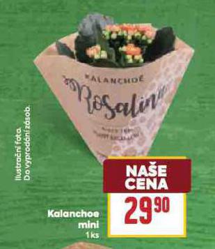 KALANCHOE MINI