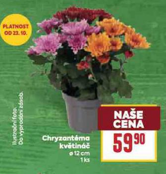 CHRYZANTMA KVTIN