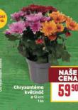 CHRYZANTMA KVTIN