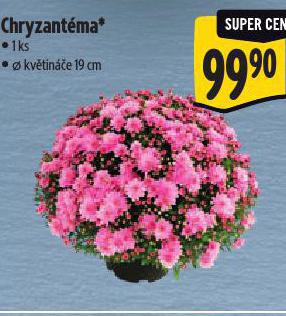 CHRYZANTMA