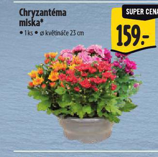 CHRYZANTMA MISKA