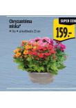 CHRYZANTMA MISKA
