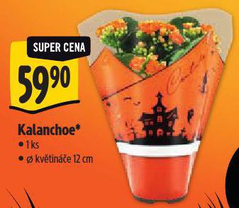 KALANCHOE