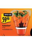 KALANCHOE
