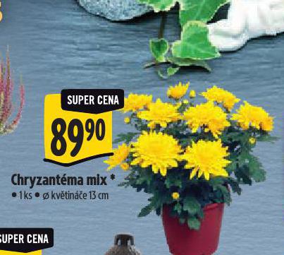 CHRYZANTMA MIX