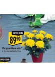 CHRYZANTMA MIX