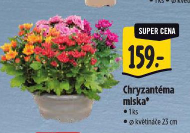 CHRYZANTMA MISKA