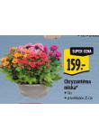 CHRYZANTMA MISKA