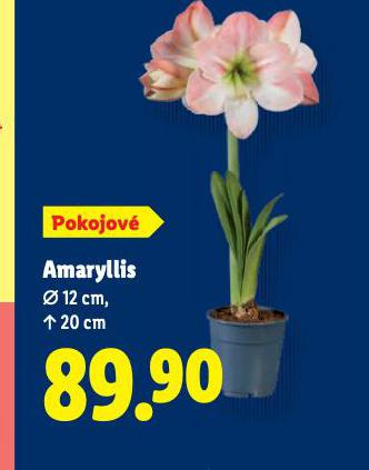 AMARYLLIS