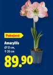 AMARYLLIS