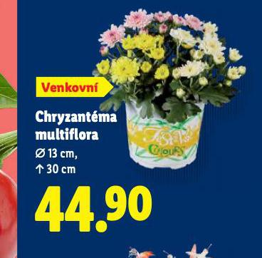 CHRYZANTMA MULTIFLOTRA