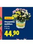 CHRYZANTMA MULTIFLOTRA