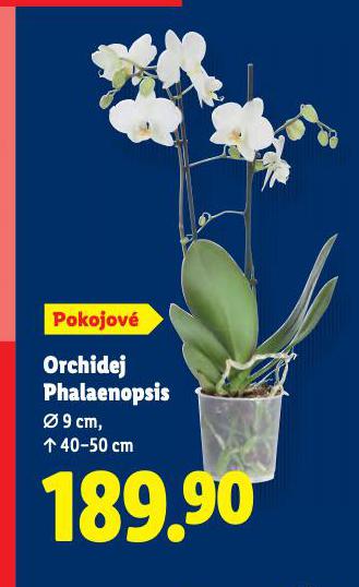 ORCHIDEJ PHALAENOPSIS