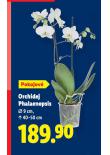 ORCHIDEJ PHALAENOPSIS