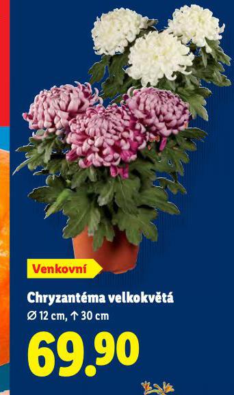 CHRYZANTMA VELKOKVT