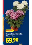CHRYZANTMA VELKOKVT
