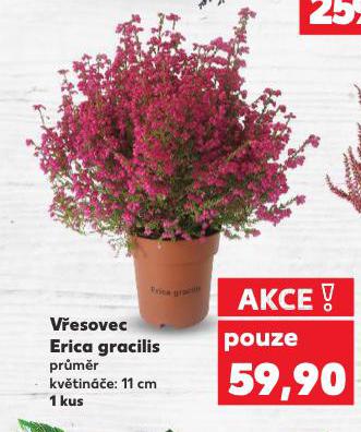 VŘESOVEC ERICA GRACILIS