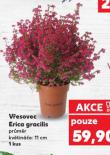 VŘESOVEC ERICA GRACILIS