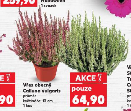 VŘES OBECNÝ CALLUNA VULGARIS