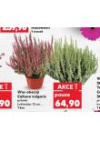 VŘES OBECNÝ CALLUNA VULGARIS