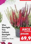 VŘES STARLIGHT TRIO CALLUNA STARLIGHT