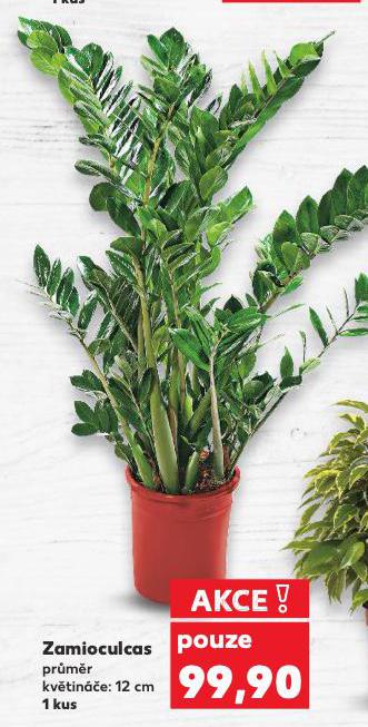 ZAMIOCULCAS