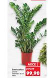 ZAMIOCULCAS