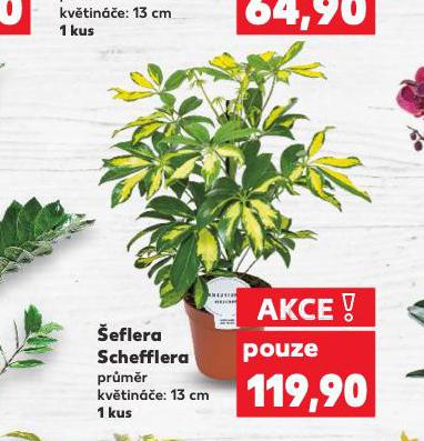 ŠEFLERA SCHEFFLERA