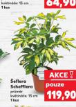 ŠEFLERA SCHEFFLERA