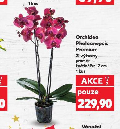 ORCHIDEA PHALAENOPSIS