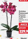 ORCHIDEA PHALAENOPSIS