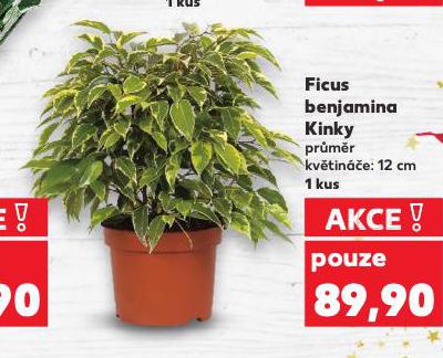 FICUS BENJAMINA KINKY