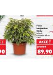 FICUS BENJAMINA KINKY