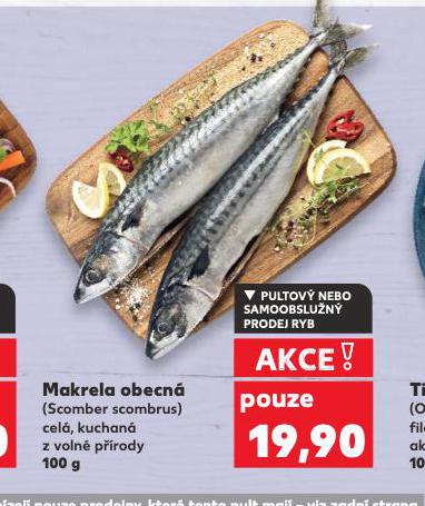 MAKRELA OBECNÁ
