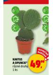 KAKTUS OPUNCIE