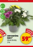 CHRYZANTÉMA FANCY