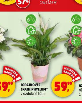 LOPATKOVEC SPATHIPHYLLUM