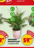 LOPATKOVEC SPATHIPHYLLUM