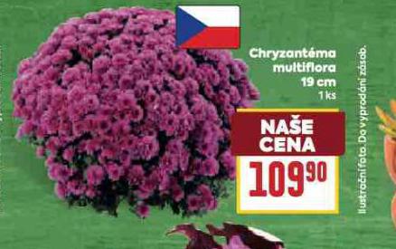 CHRYZANTÉMA MULTIFLORA